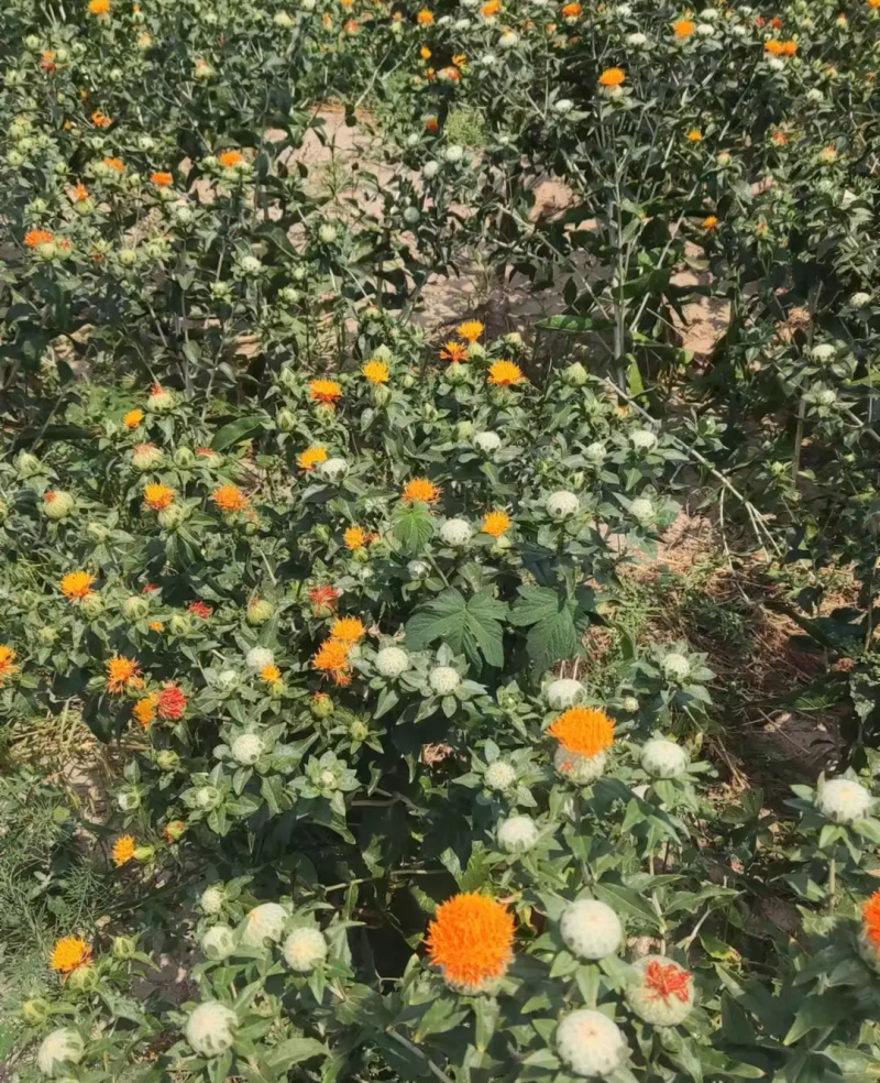 新产红花种子红花籽草红花籽春秋种植一年生