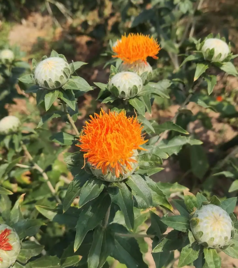 新产红花种子红花籽草红花籽春秋种植一年生