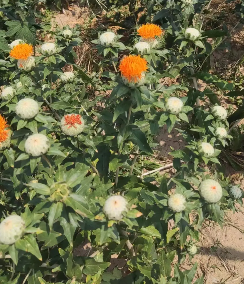 新产红花种子红花籽草红花籽春秋种植一年生