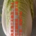 大娃娃菜大量有货，长年供应质量三包，城实守信今天8月3号