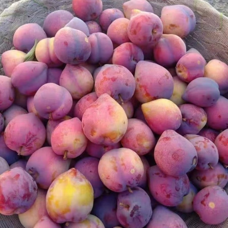 吉盛李子