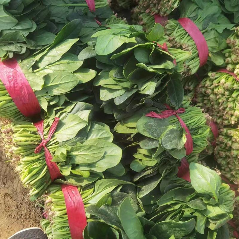 托比菠菜种子早熟耐抽苔大叶菠菜抗病高产四季阳台田园大