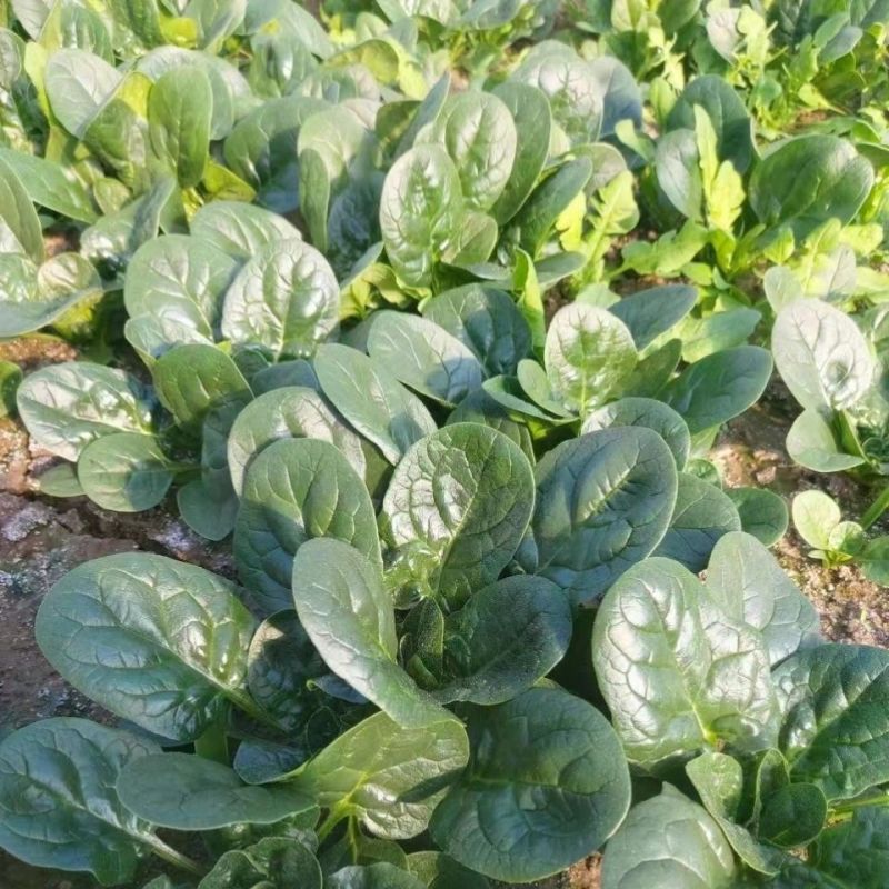 托比菠菜种子早熟耐抽苔大叶菠菜抗病高产四季阳台田园大