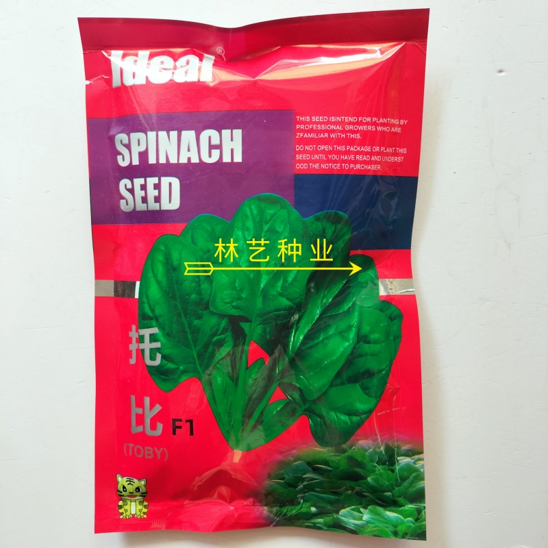 托比菠菜种子早熟耐抽苔大叶菠菜抗病高产四季阳台田园大