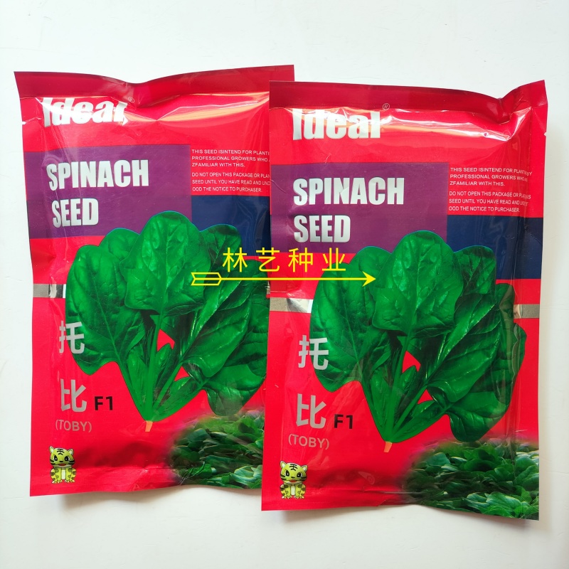 托比菠菜种子早熟耐抽苔大叶菠菜抗病高产四季阳台田园大