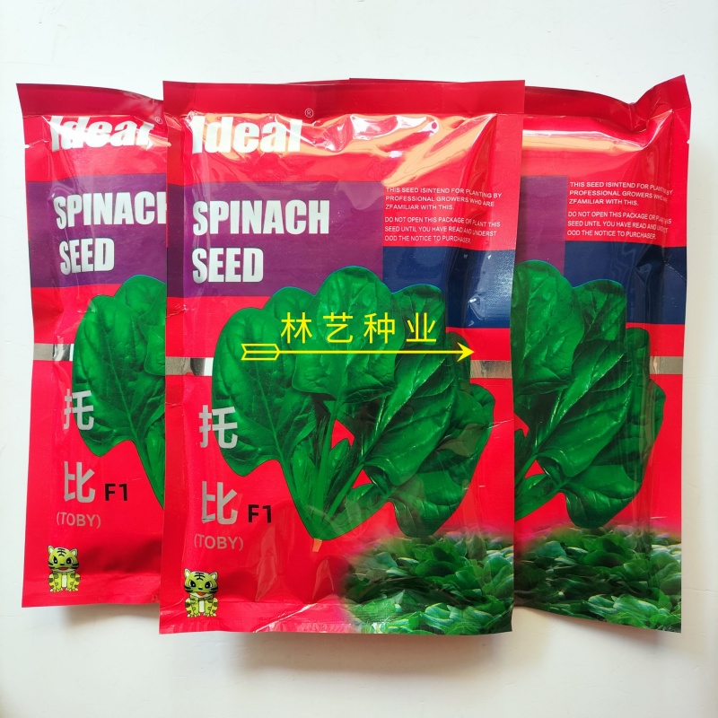 托比菠菜种子早熟耐抽苔大叶菠菜抗病高产四季阳台田园大