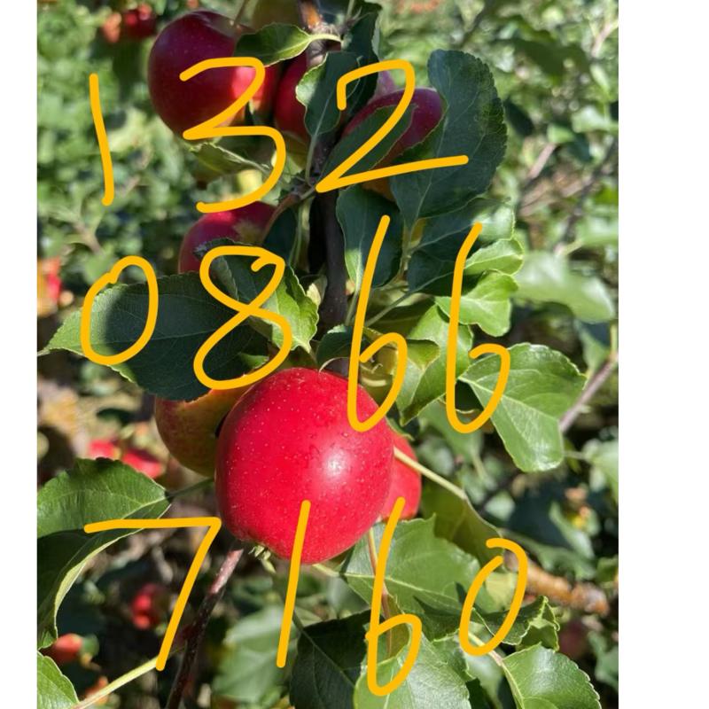 秋乐苹果沙果孕妇可食