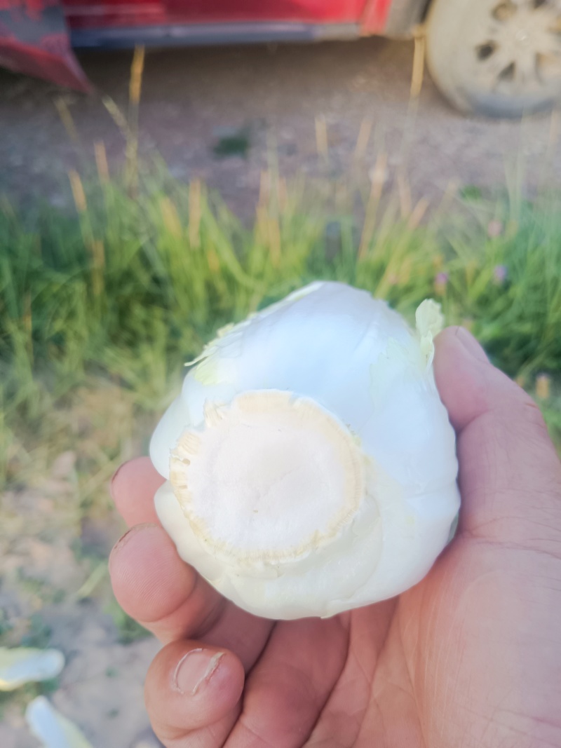 大娃娃菜大量有货，长年供应质量三包，城实守信今天8月3号