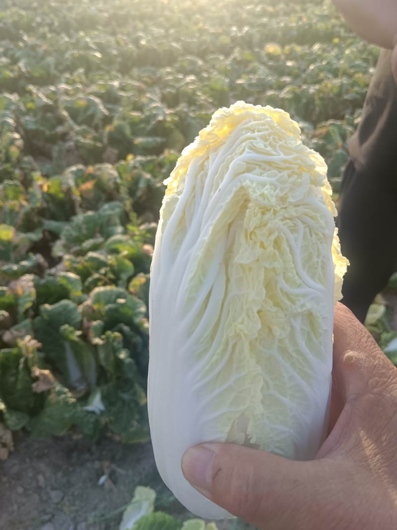 大娃娃菜大量有货，长年供应质量三包，城实守信今天8月3号