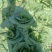 大娃娃菜大量有货，长年供应质量三包，城实守信今天8月3号