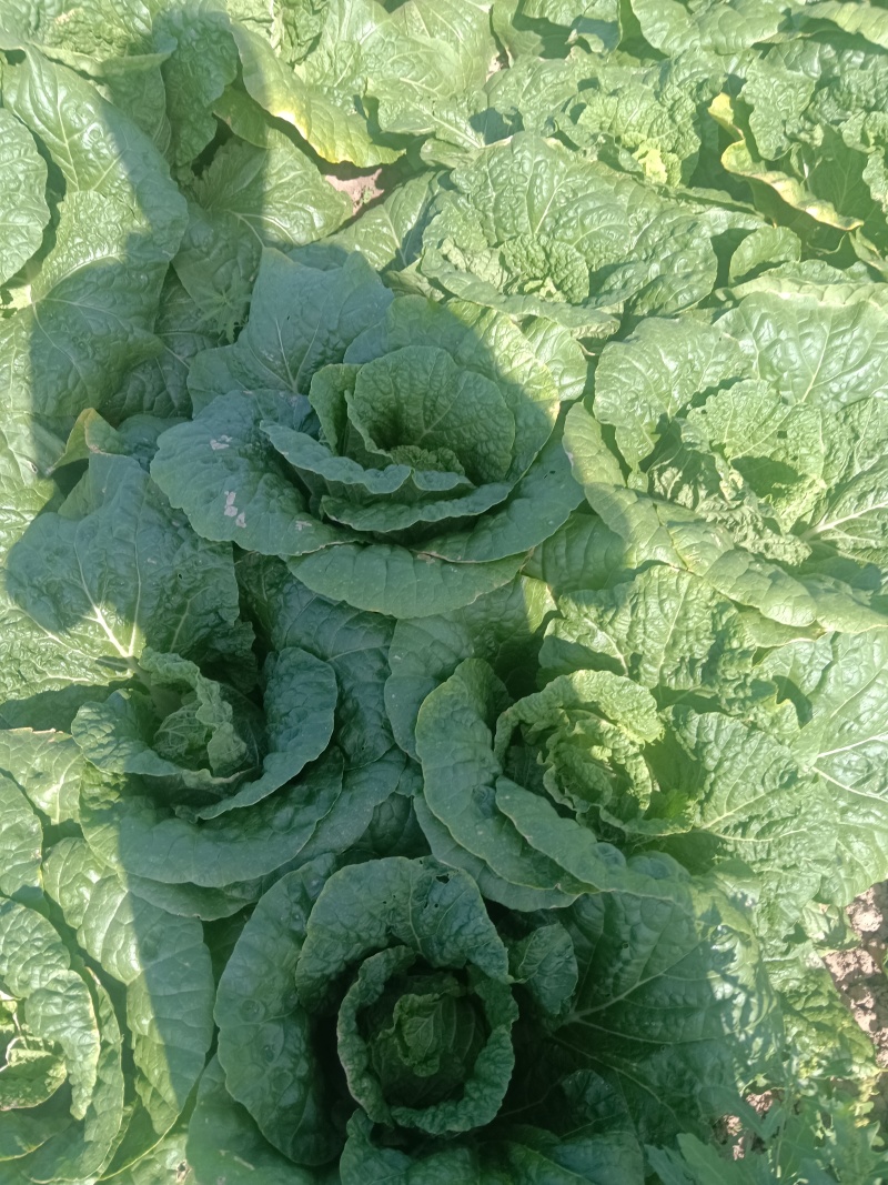 大娃娃菜大量有货，长年供应质量三包，城实守信今天8月3号