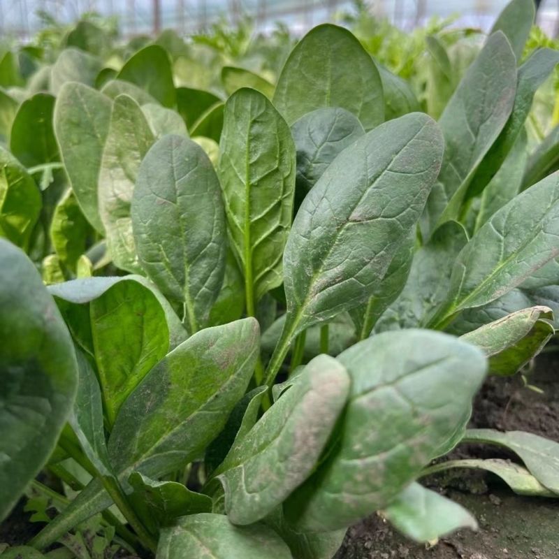 超能菠菜种子杂交高产耐热耐寒叶片肥厚优质圆叶菠菜春秋