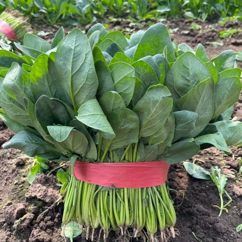 超能菠菜种子杂交高产耐热耐寒叶片肥厚优质圆叶菠菜春秋