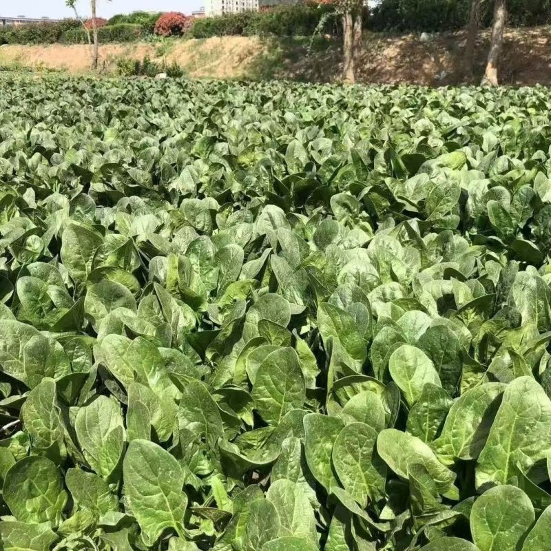 超能菠菜种子杂交高产耐热耐寒叶片肥厚优质圆叶菠菜春秋