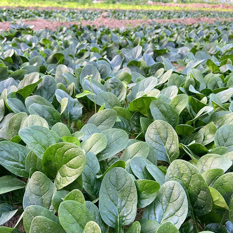 超能菠菜种子杂交高产耐热耐寒叶片肥厚优质圆叶菠菜春秋