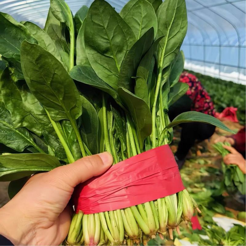 超能菠菜种子杂交高产耐热耐寒叶片肥厚优质圆叶菠菜春秋