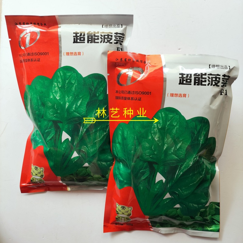 超能菠菜种子杂交高产耐热耐寒叶片肥厚优质圆叶菠菜春秋