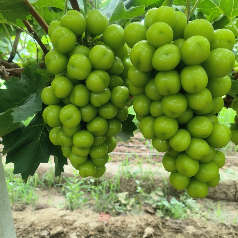 阳光玫瑰晴王葡萄产地直发果型饱满规格齐全海量货源批发电商