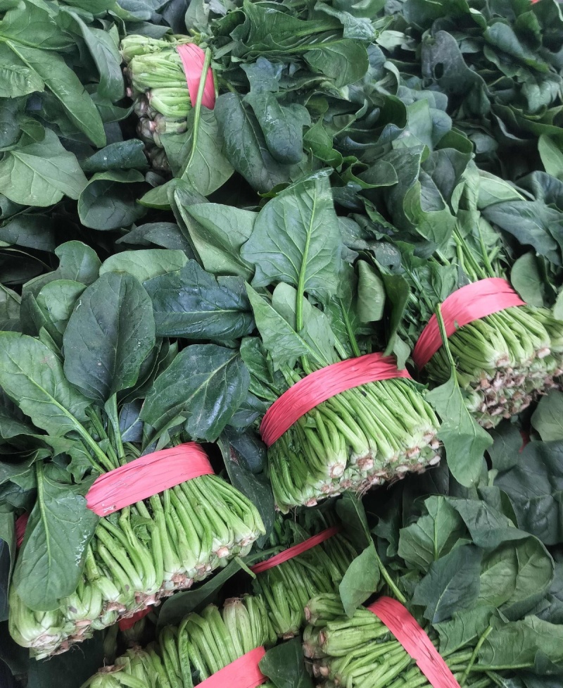 视界菠菠菜种子高产耐热耐寒圆叶菠菜种籽四季蔬菜种籽蔬