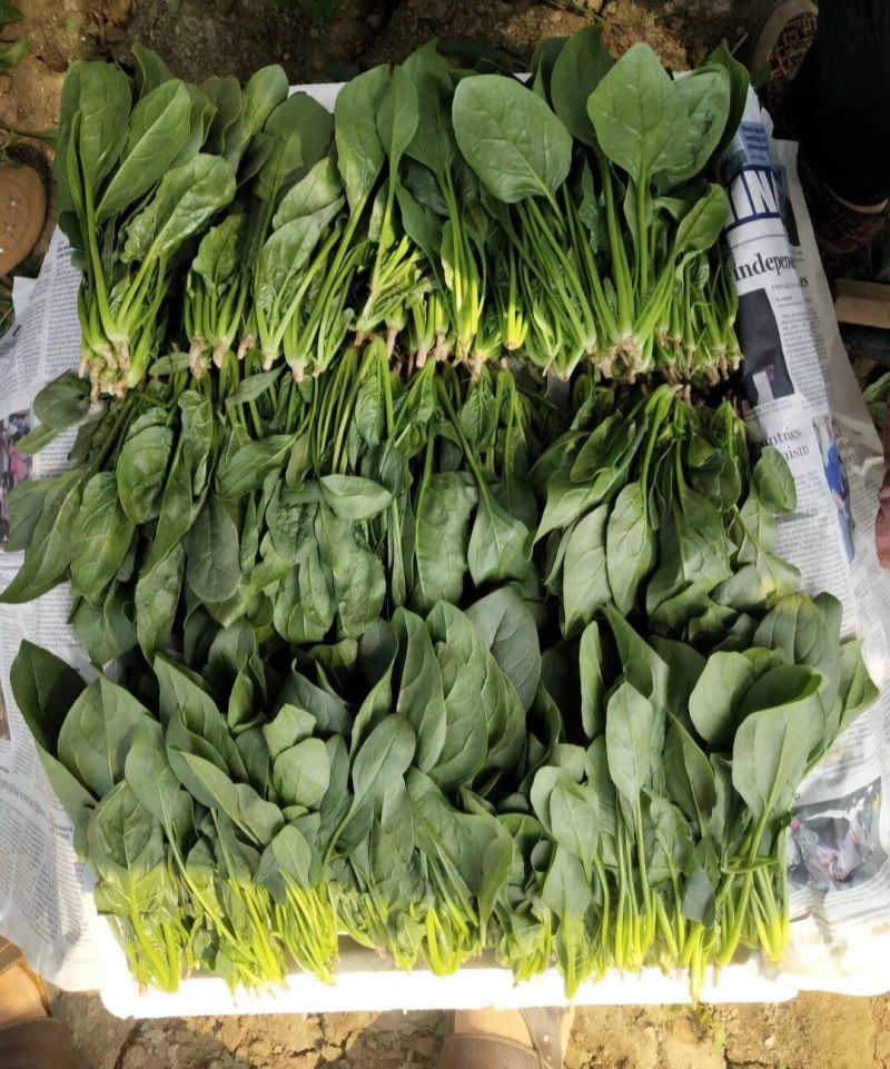 视界菠菠菜种子高产耐热耐寒圆叶菠菜种籽四季蔬菜种籽蔬