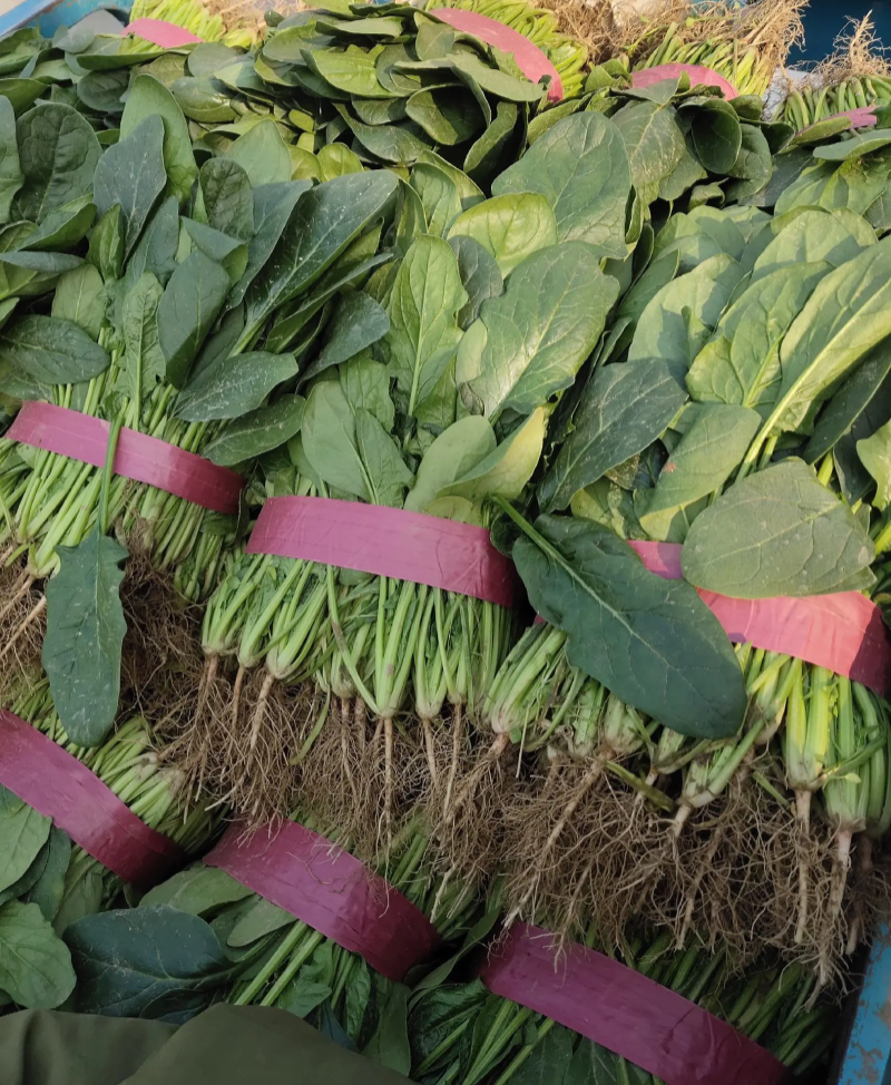 视界菠菠菜种子高产耐热耐寒圆叶菠菜种籽四季蔬菜种籽蔬