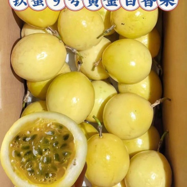 武平东留百香果