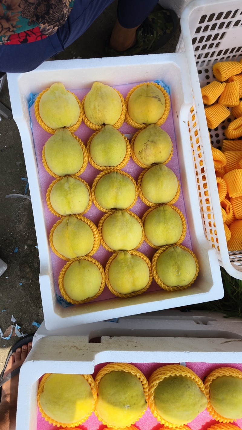 锦绣黄桃
