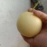黄金梨