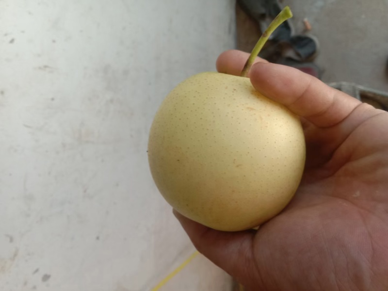 黄金梨