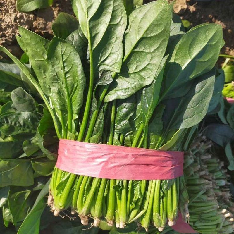 真好吃小美菠菠菜种子国外引进小棵型杂交菠菜墨绿色易捆扎