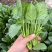 真好吃小美菠菠菜种子国外引进小棵型杂交菠菜墨绿色易捆扎