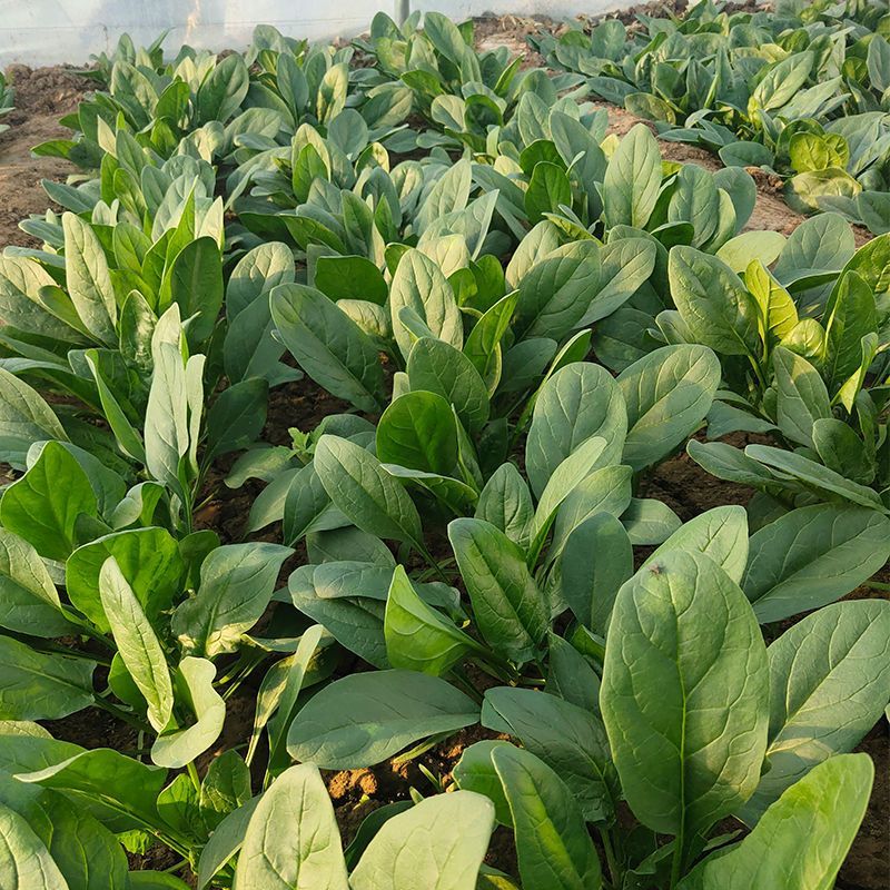 真好吃小美菠菠菜种子国外引进小棵型杂交菠菜墨绿色易捆扎