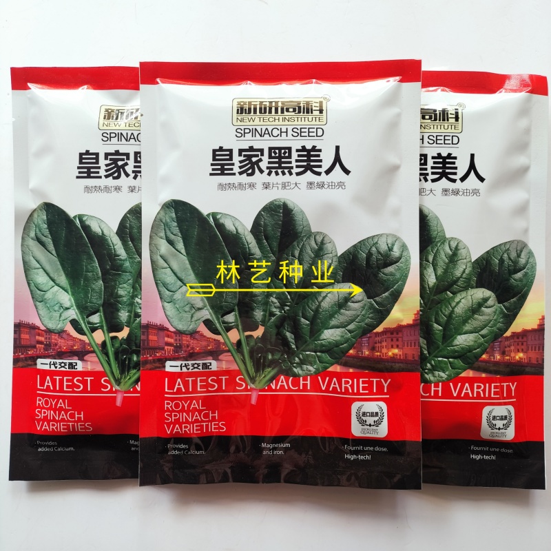 皇家黑美人菠菜种子早熟优质高产耐寒抗病大田春秋播农家