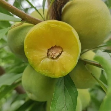 青脆李