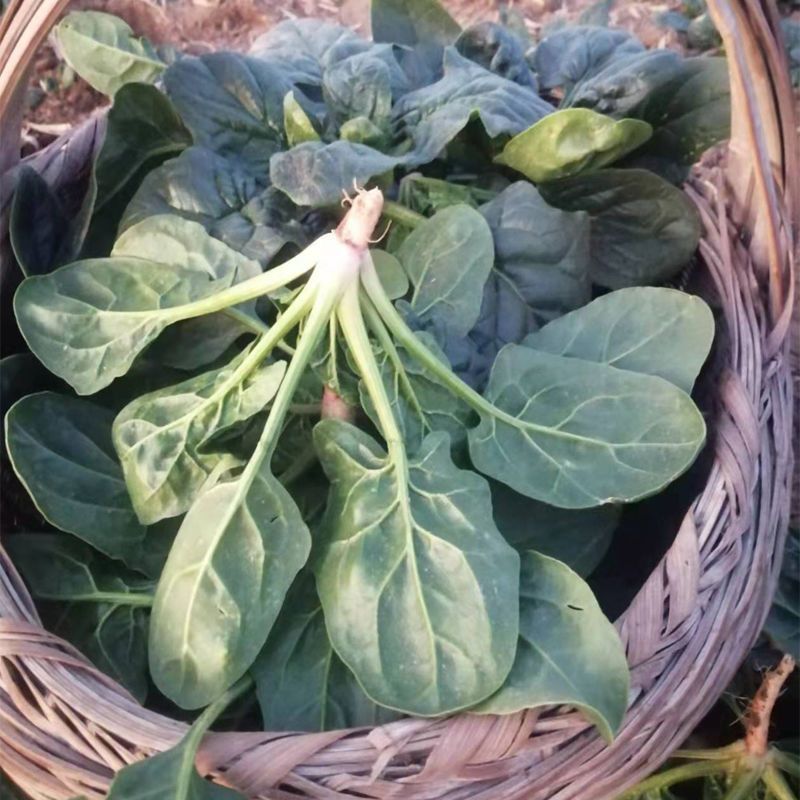 皇家贵妃菠菜种子墨绿油亮耐寒耐热中熟抗病高产春秋大叶菠菜