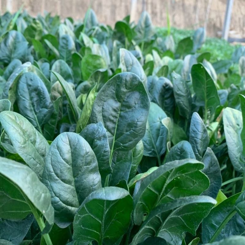 皇家贵妃菠菜种子墨绿油亮耐寒耐热中熟抗病高产春秋大叶菠菜