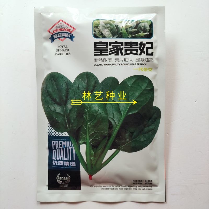 皇家贵妃菠菜种子墨绿油亮耐寒耐热中熟抗病高产春秋大叶菠菜