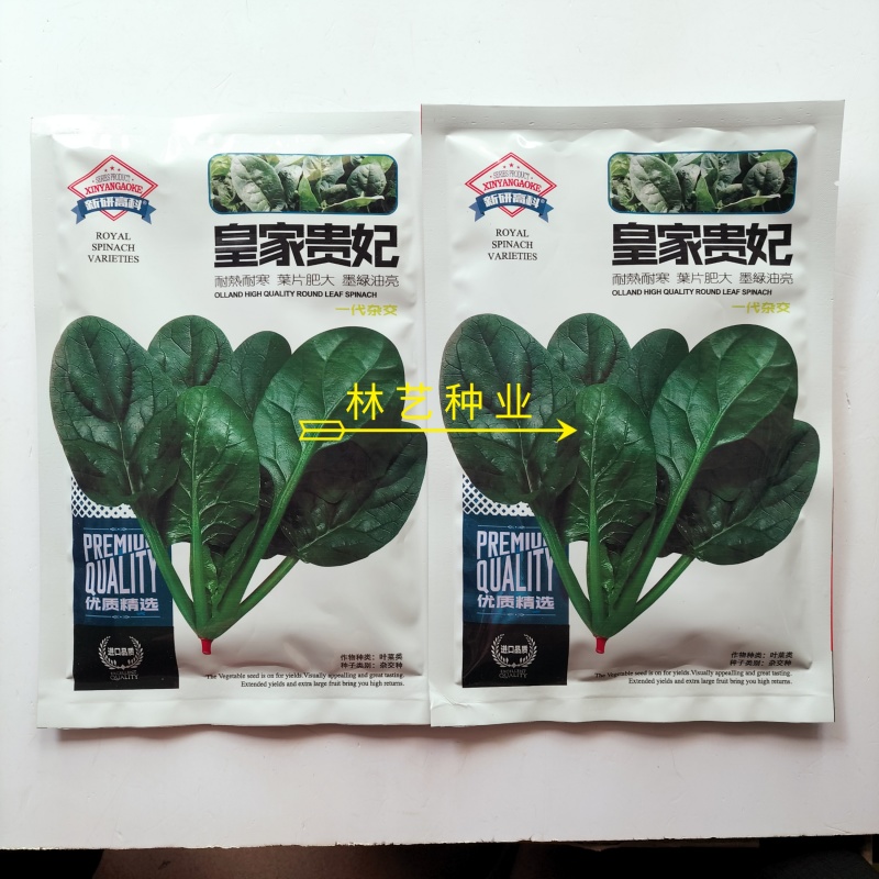 皇家贵妃菠菜种子墨绿油亮耐寒耐热中熟抗病高产春秋大叶菠菜