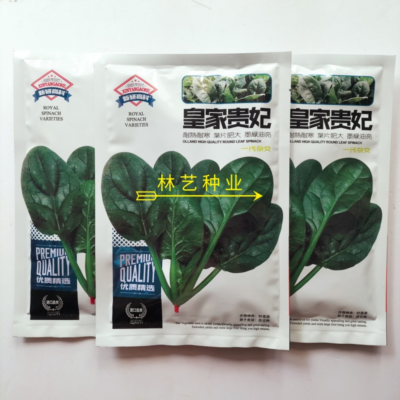 皇家贵妃菠菜种子墨绿油亮耐寒耐热中熟抗病高产春秋大叶菠菜