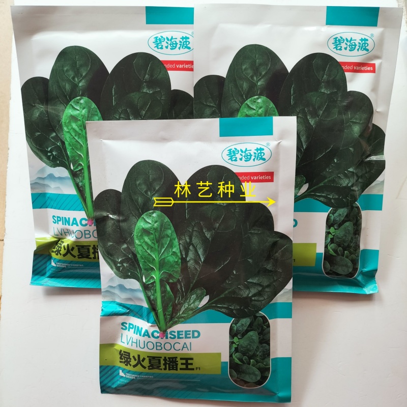 绿火夏播王大叶菠菜种子春季四季播秋季耐热圆叶夏季