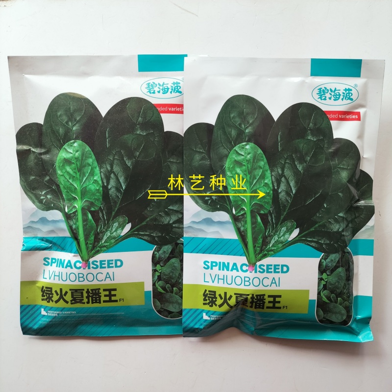绿火夏播王大叶菠菜种子春季四季播秋季耐热圆叶夏季