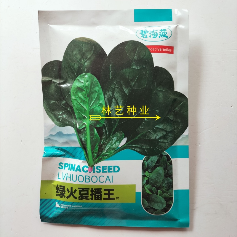 绿火夏播王大叶菠菜种子春季四季播秋季耐热圆叶夏季