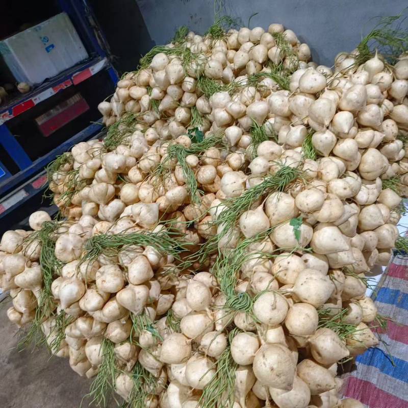 广西桂林市全州县凉薯