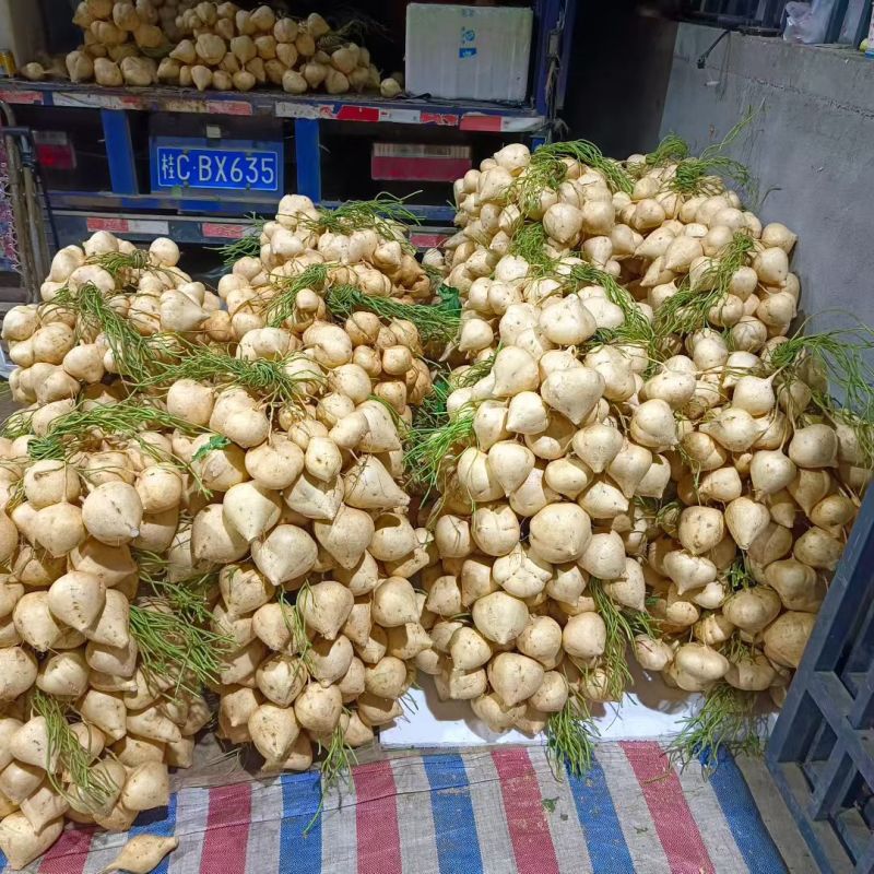 广西桂林市全州县凉薯