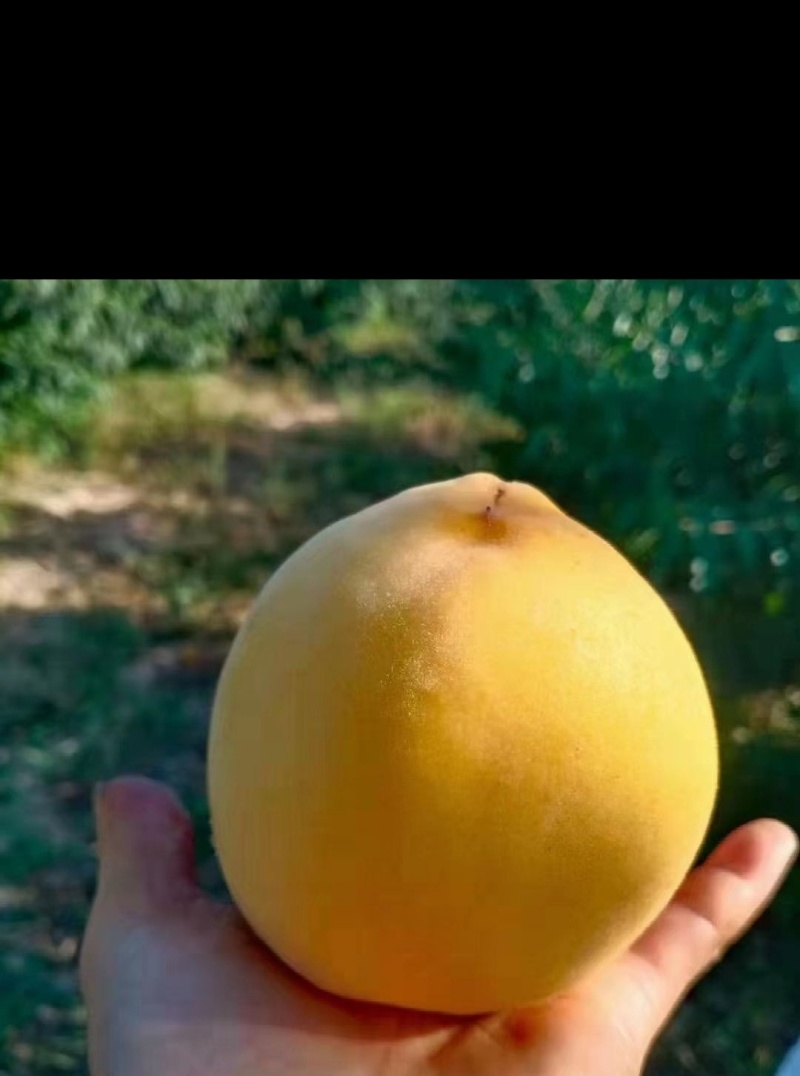 锦绣黄桃