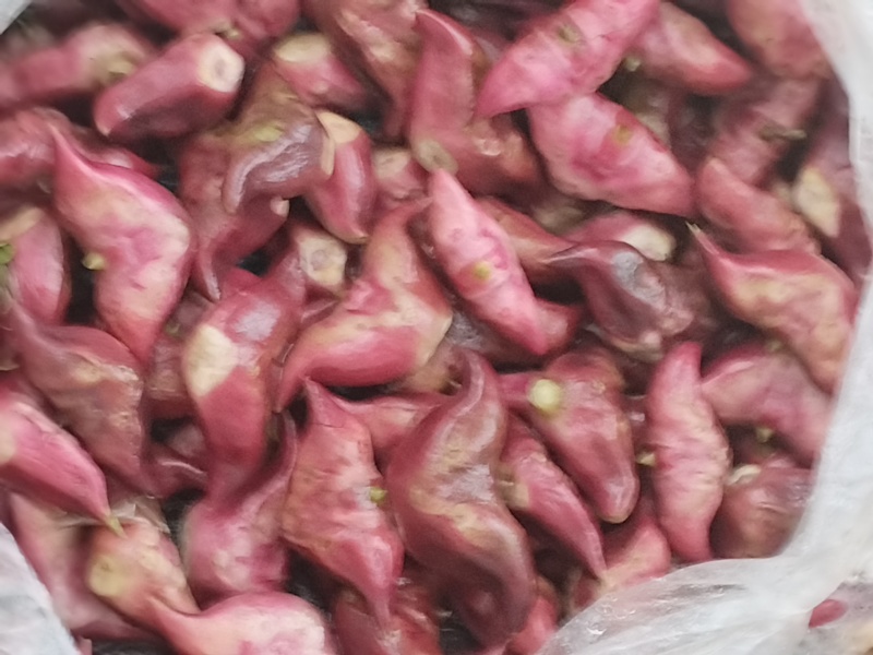 洪泽湖区域种的红菱青元宝菱雷要联系我，好吃不贵经济实惠。