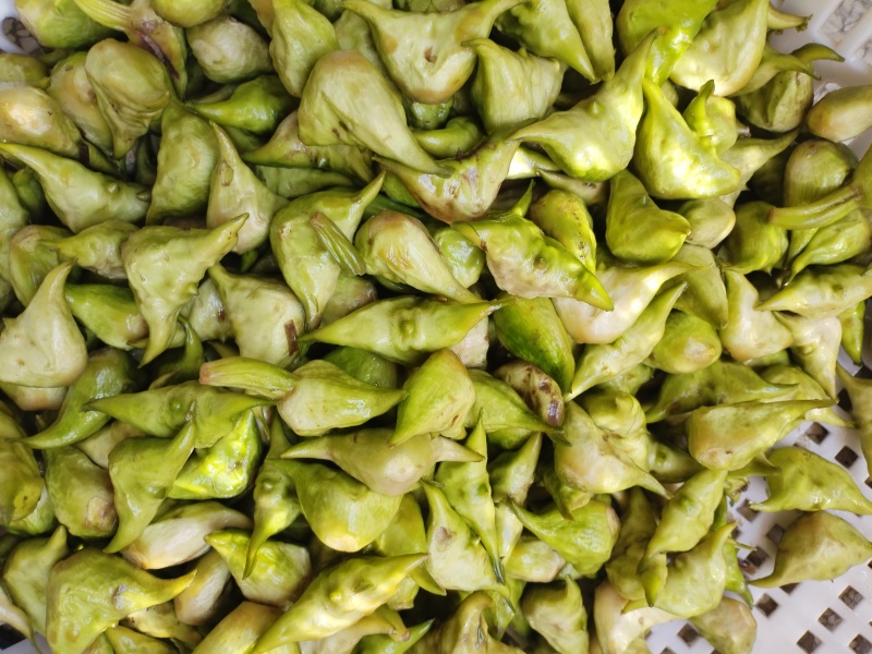 洪泽湖区域种的红菱青元宝菱雷要联系我，好吃不贵经济实惠。