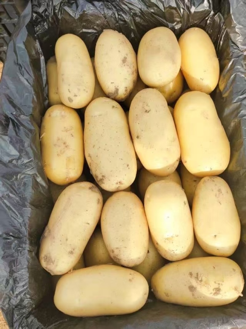 安丘市鲜土豆大量出货代收代发全国市场质量好个头大署行好
