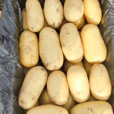 安丘市鲜土豆大量出货代收代发全国市场质量好个头大署行好
