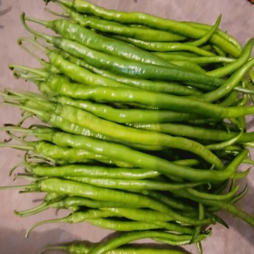 二荆条青椒